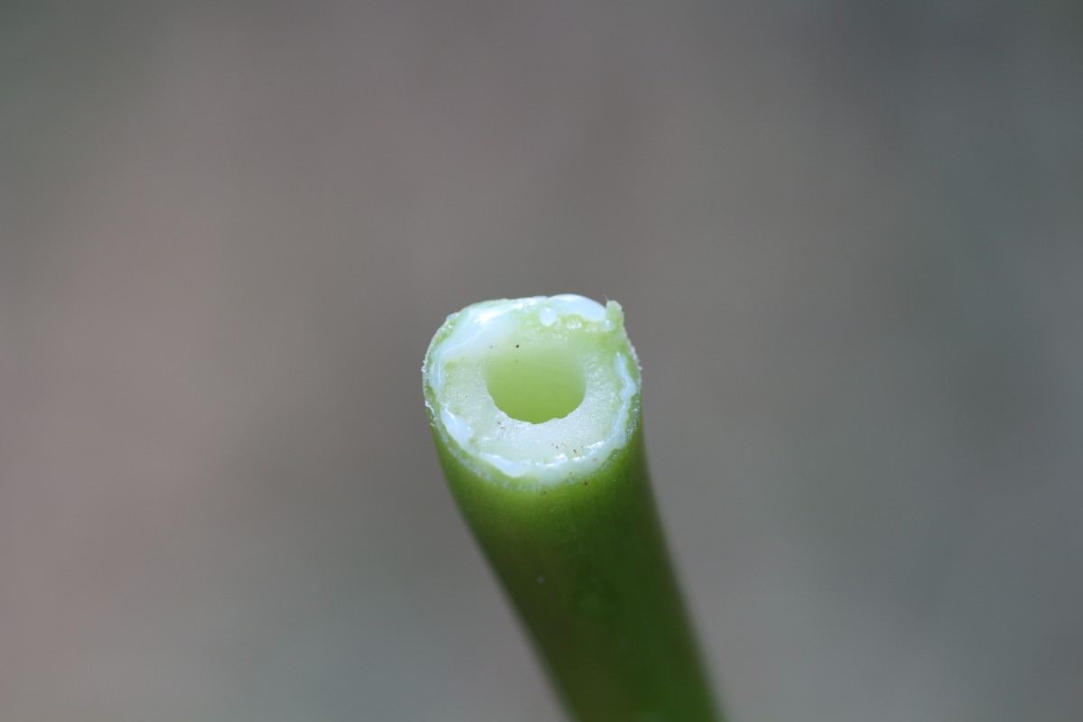 Carica papaya L.